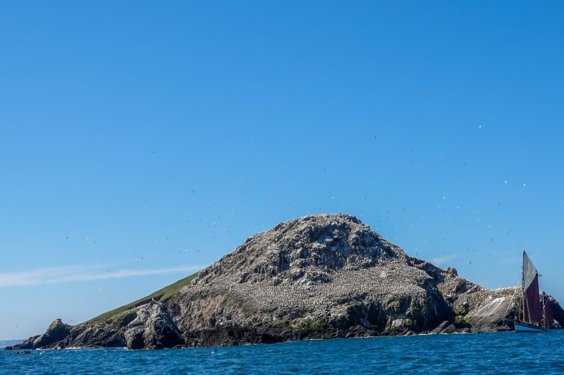Fou de Bassan sur l&rsquo;île Rouzic